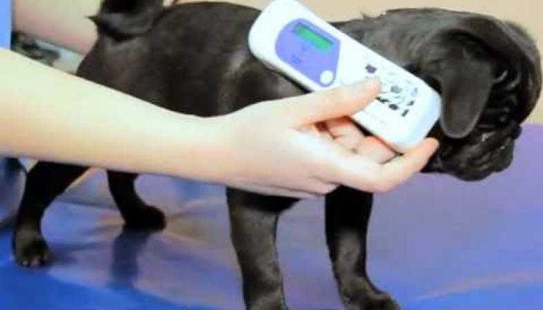 Чипирование собак: для чего нужна процедура, устройство чипа, возраст для чипирования собаки, противопоказания, базы данных чипированных животных